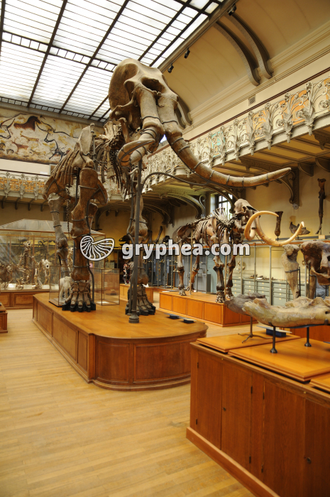 Galerie 2 MHNP - gryphea.org